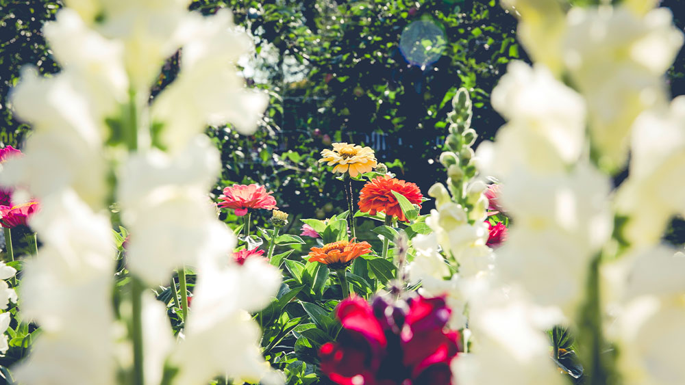 Beautiful Gardens